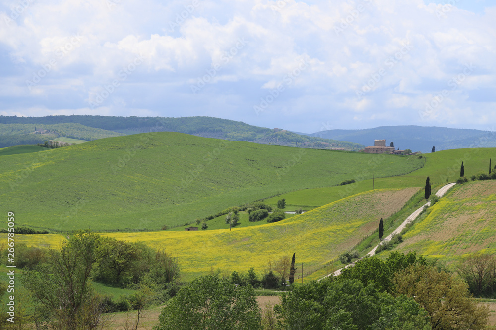 Yellow rapeseed fields in Val d'Orcia, Tuscany. Val d'Orcia landscape in spring. Cypresses, hills and green meadows near San Quirico d'Orcia, Siena, Tuscany, Italy 