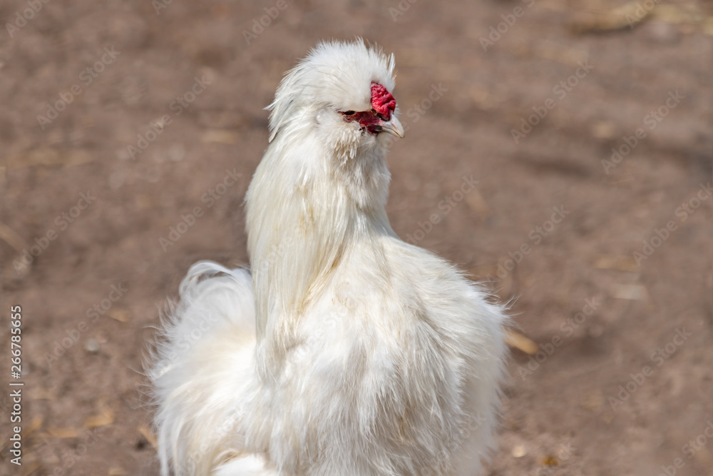 The Silkie or Silky chicken.