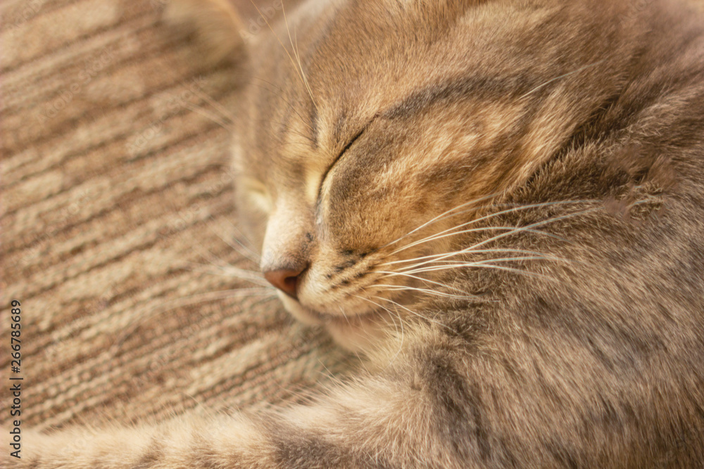 Cat rest after eating. Little kitten sleeps on a bed. Sleeping cat in home. Cat rest after eating. Little kitten sleeps on a bed. Sleeping cat in home.