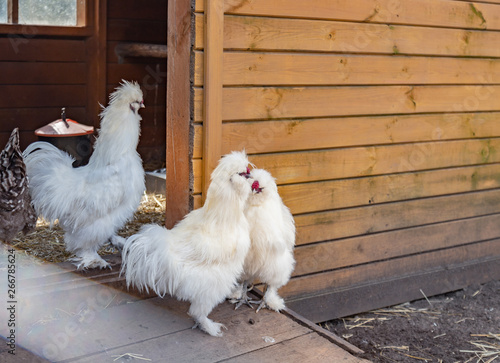 The Silkie or Silky chicken.
