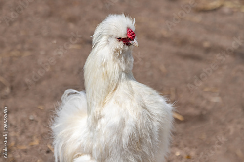 Obraz na płótnie The Silkie or Silky chicken. w salonie