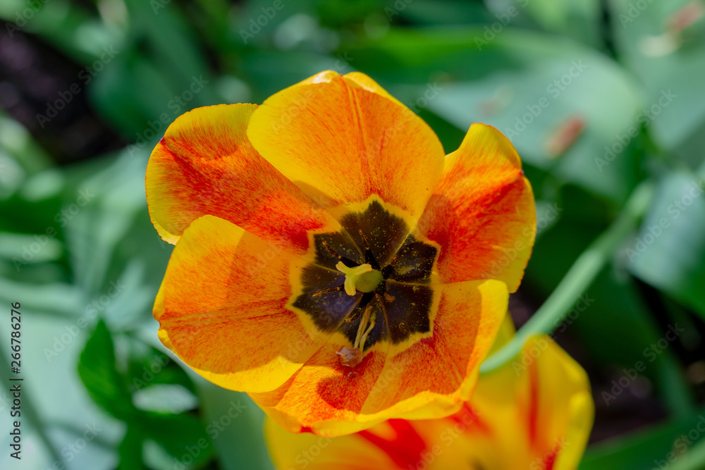 tulip in the garden varieties Triumph tulip in the garden varieties Triumph