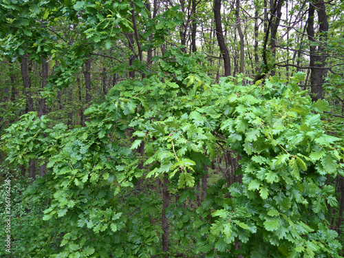 Fototapeta Naklejka Na Ścianę i Meble -  The oak trees after the rain in the spring