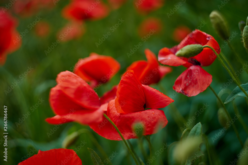Obraz premium Red poppy flowers. Poppy flowers in the near of munich bavaria germany - Mohnblumen