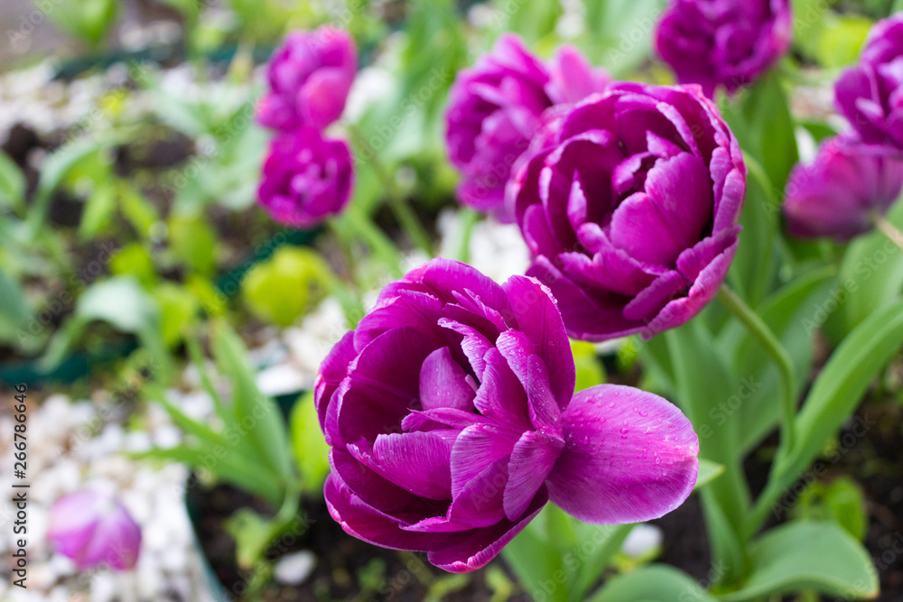 Obraz premium Spring tulips bloom in the park