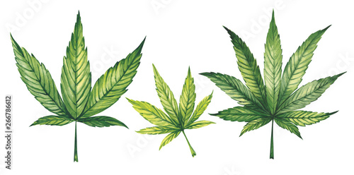 Watercolor illustration. Marijuana leaves on a white background.