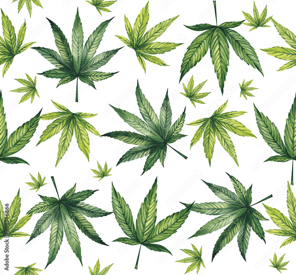 Watercolor pattern of cannabis leaves on a white background. Watercolor pattern of cannabis leaves on a white background.