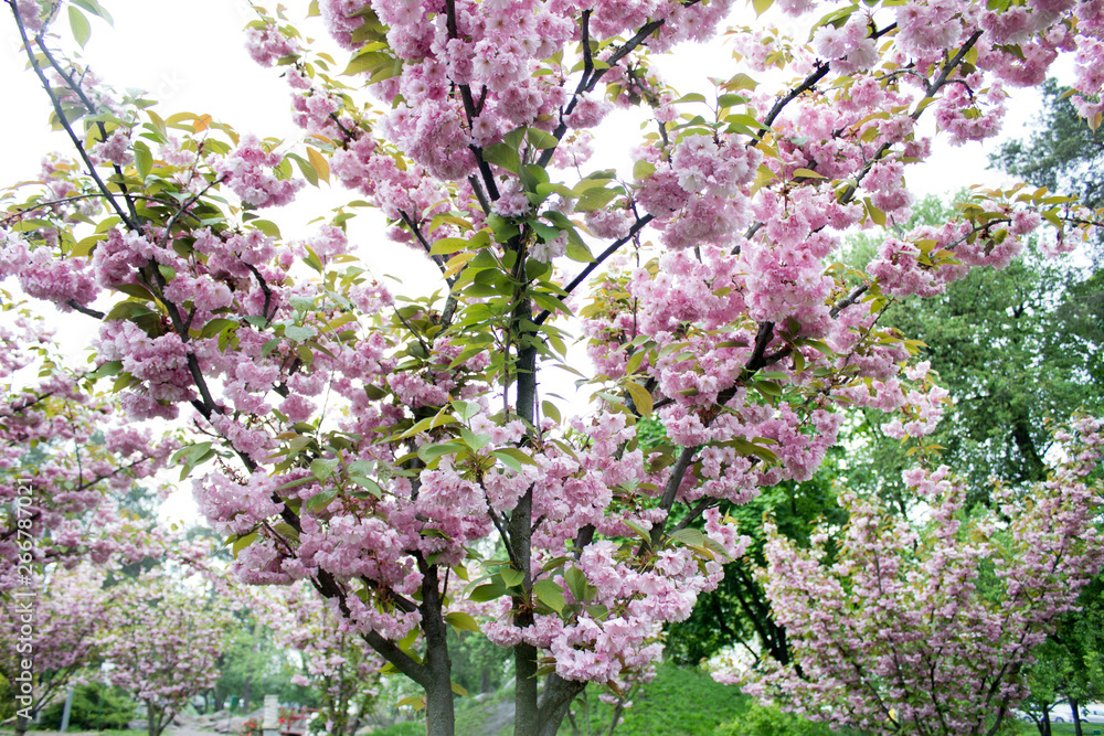 Sakura bloom, springtime. Blooming park