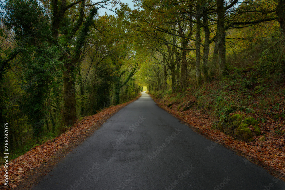 Traveling through a beautiful path surrounded by trees in the Ribeira Sacra