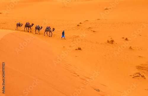 Camels are on the sand dunes at dawn in the Sahara desert.