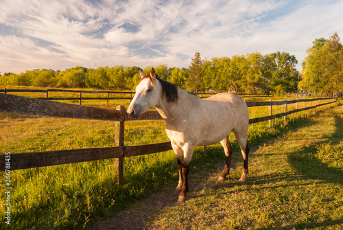 Beautiful natural scene of a standing horse in the field at sunset with glowing golden light on a summer day, with green grass and a line of trees on the background with copy space