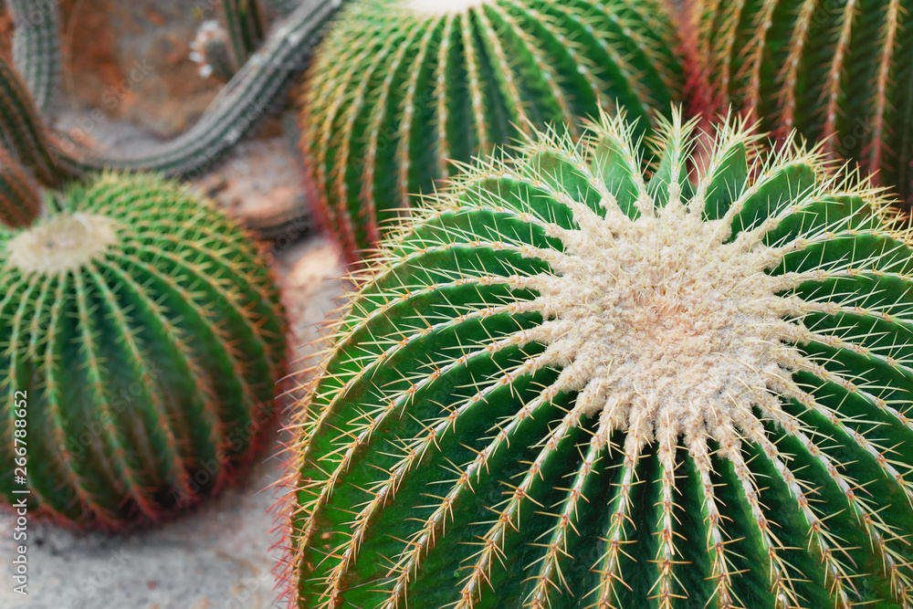 Several large round cacti in the greenhouse Several large round cacti in the greenhouse