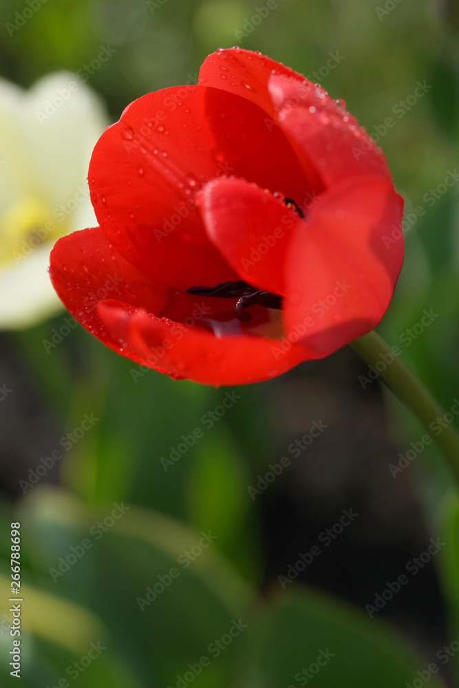 Flowerbed with colorful tulips in spring. Flowerbed with colorful tulips in spring.