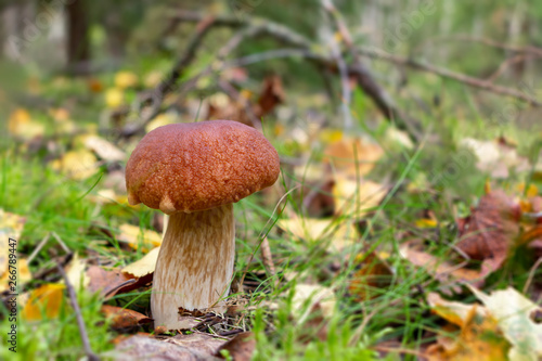 Edible boletus edulis mushroom, known as a penny bun or king bolete growing in forest - image
