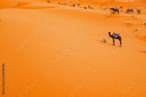 Camels are on the sand dunes at dawn in the Sahara desert.