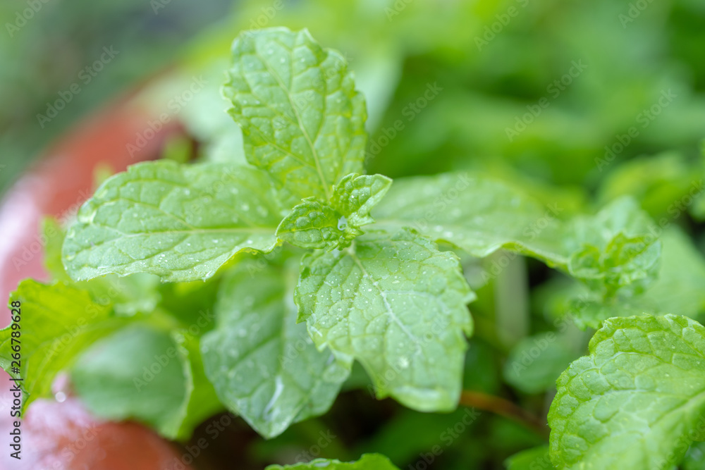 Fresh green mint growing in the garden. Plant/herb backdrop. Fresh green mint growing in the garden. Plant/herb backdrop.
