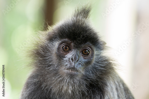 silver leaf monkey closeup portrait
