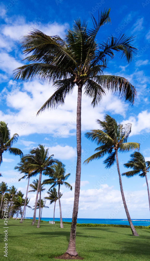 The Bahamas: Vertical photo of healthy palm trees in front of the Atlantic Ocean. The Bahamas: Vertical photo of healthy palm trees in front of the Atlantic Ocean.