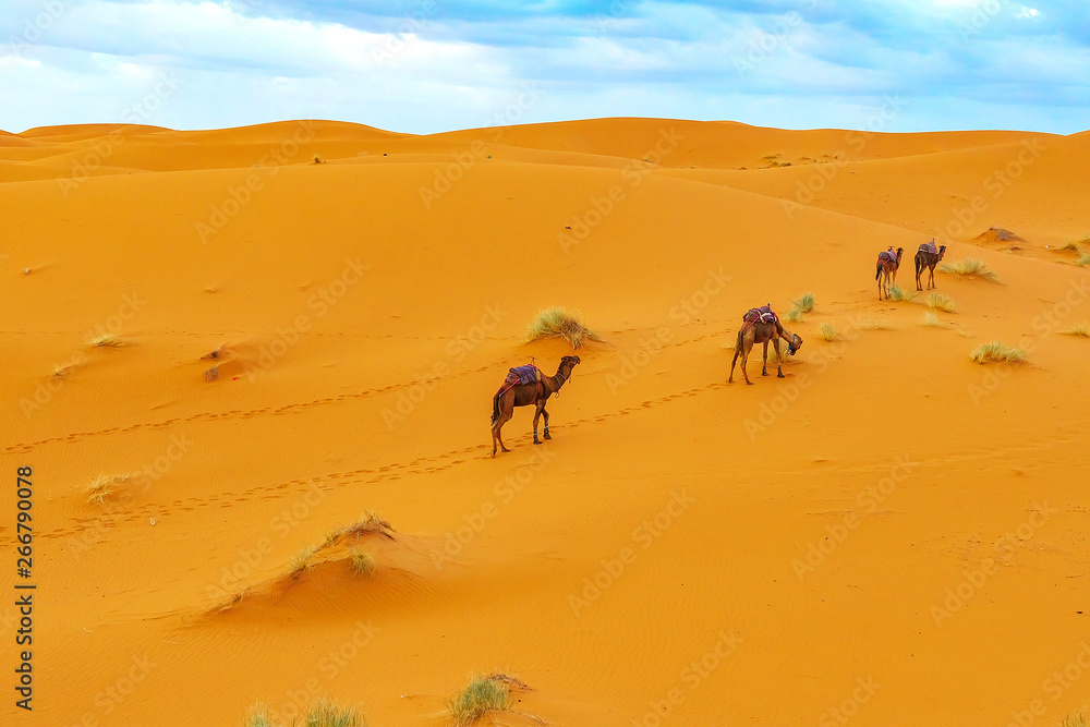 Camels are on the sand dunes at dawn in the Sahara desert. Camels are on the sand dunes at dawn in the Sahara desert.