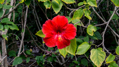 Wallpaper Mural Vibrant red Hibiscus from the Bahamas surrounded by many green leaves. Torontodigital.ca