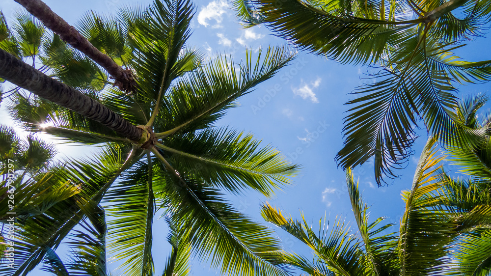 Beautiful and healthy palm trees in the warm and bright sunlight of the Bahamas. Beautiful and healthy palm trees in the warm and bright sunlight of the Bahamas.