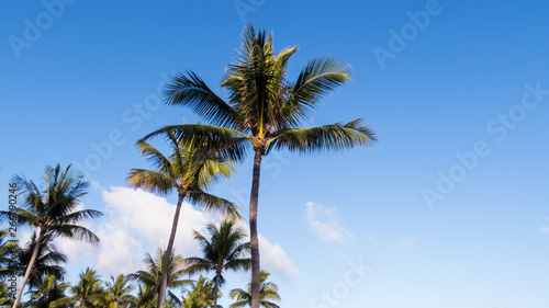 Healthy palm trees in the bright and warm sunlight of the Bahamas.