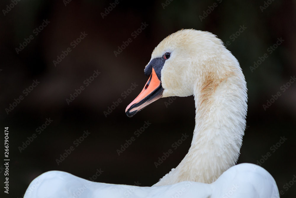 white swan white swan