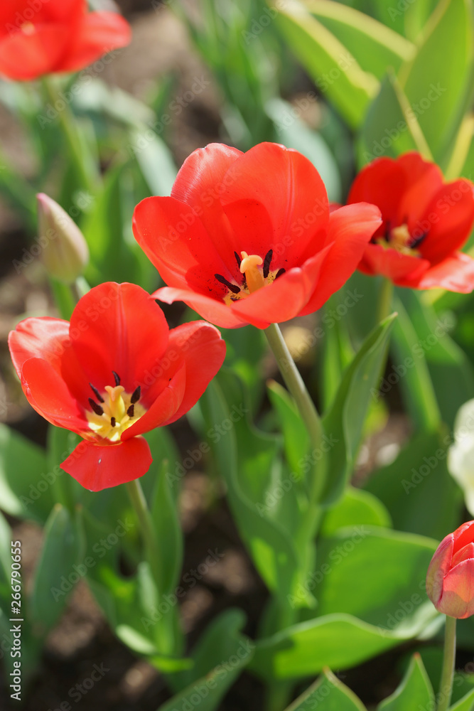 Flowerbed with colorful tulips in spring. Flowerbed with colorful tulips in spring.