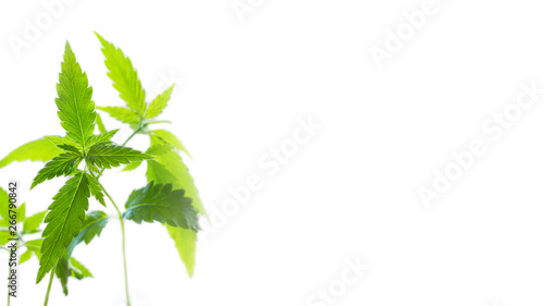 Young green shoots of hemp isolated on a white background
