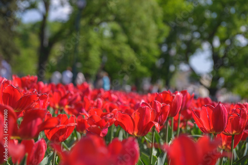 Red tulips in the garden closeup