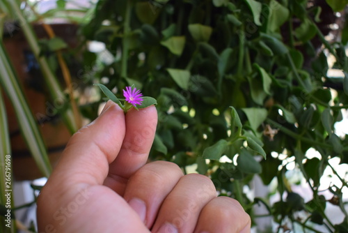 flor