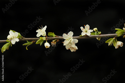 Blackthorn flowers and foliage