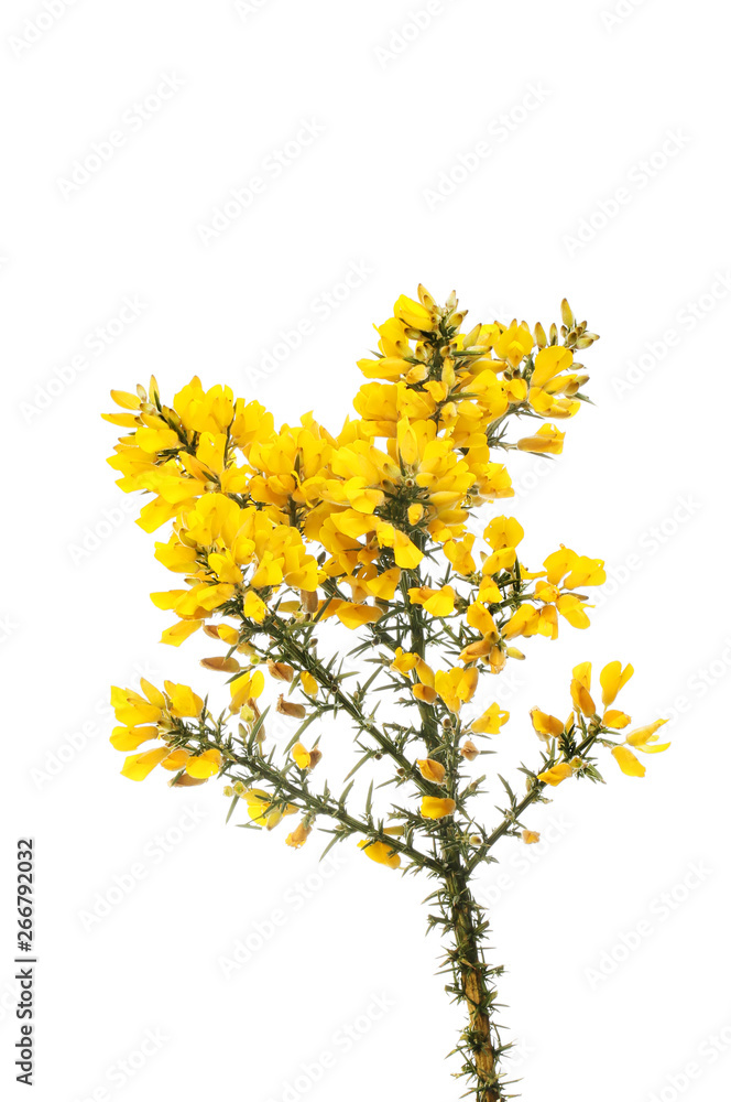Obraz premium Gorse flowers and foliage