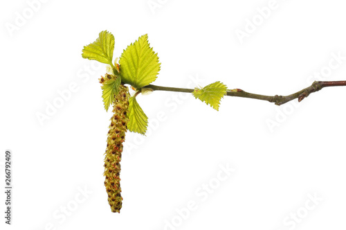 Silver birch leaves and catkin photo