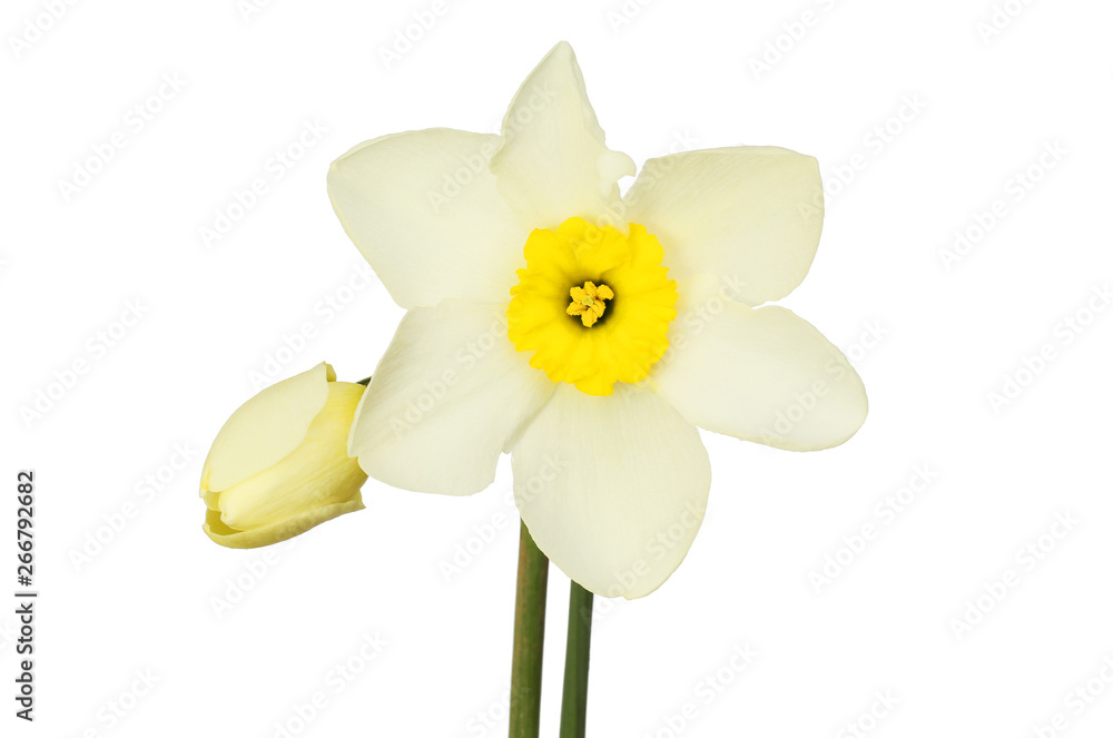 White daffodil flower and bud White daffodil flower and bud