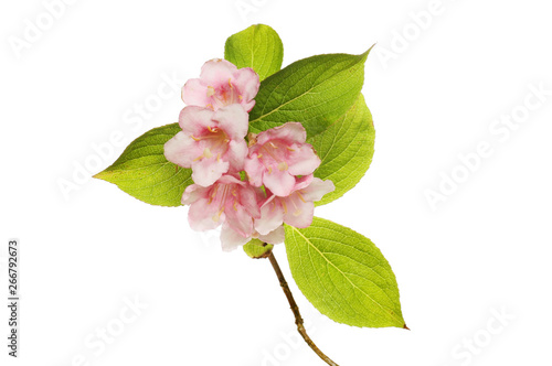 Weigela flowers and leaves photo