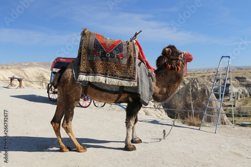 Camel in Love Valley, Cappadocia, Nevsehir, Turkey