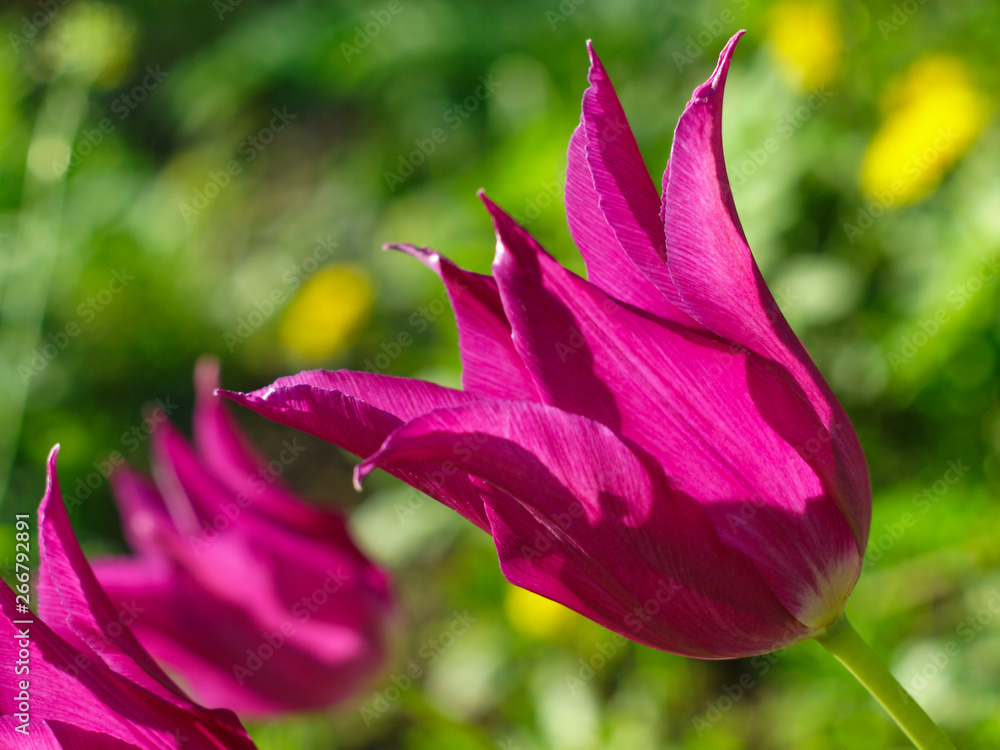 Fototapeta premium blooming pink flowers tulips enlightened by the rays of the sun