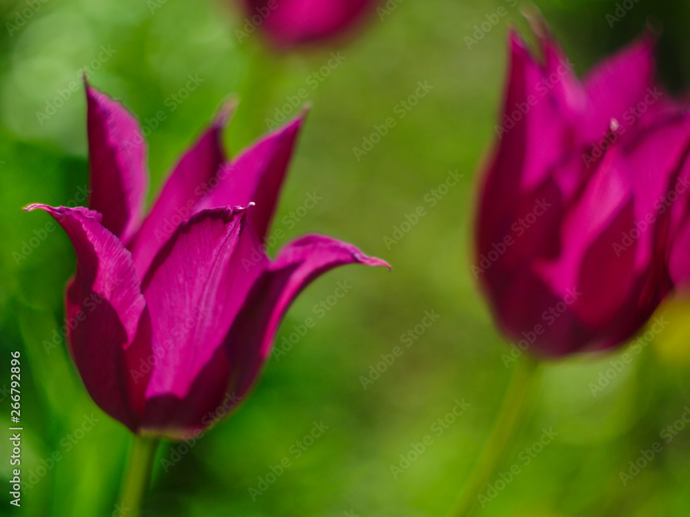 blooming pink flowers tulips on a blurred green background enlightened by the rays of the sun blooming pink flowers tulips on a blurred green background enlightened by the rays of the sun