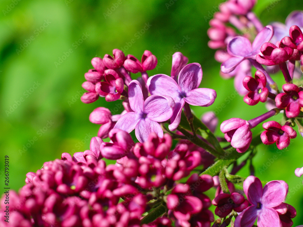 semi blooming twig with pink lilac flowers close-up on a blurred green background semi blooming twig with pink lilac flowers close-up on a blurred green background