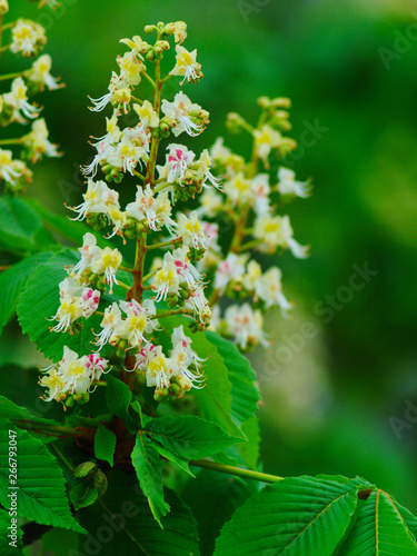  chestnut branch with blooming white flowers close-up on a blurred background