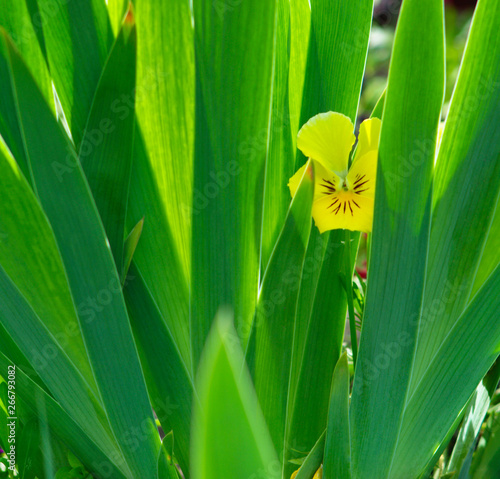  beautiful yellow pansy flower among green grass