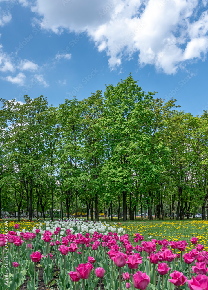 urban landscape with tulips and trees against a blue sky with clouds urban landscape with tulips and trees against a blue sky with clouds