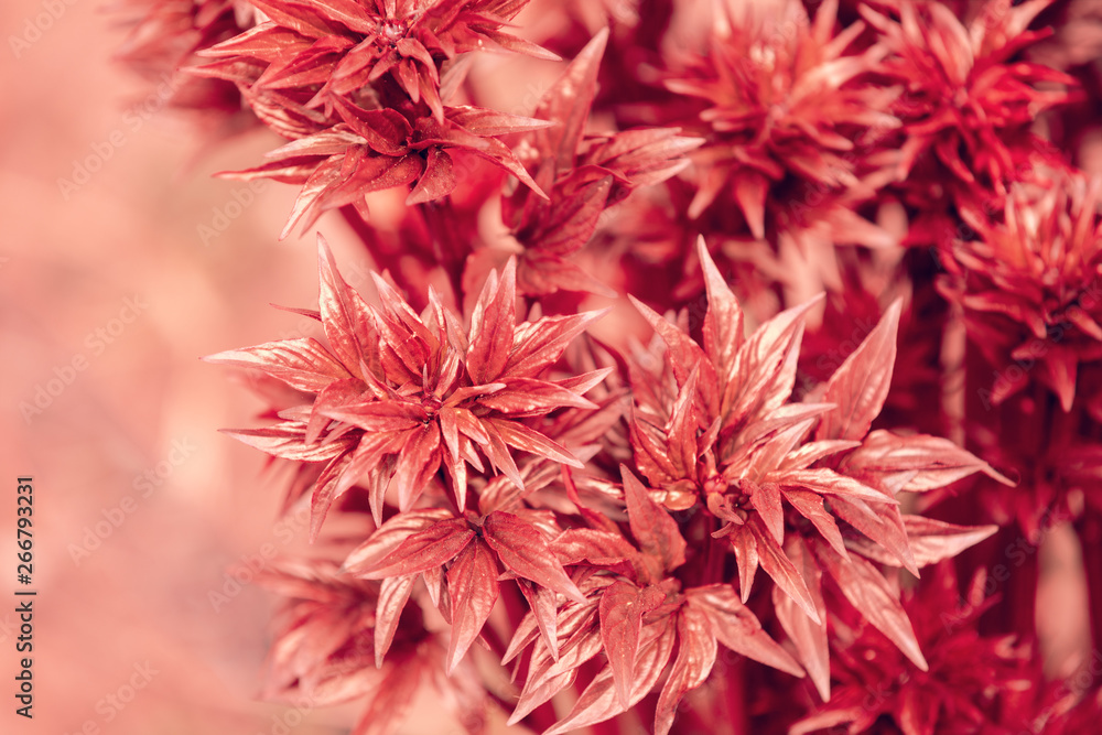 Young shoots and leaves of peonies flowers in trendy living coral colors Young shoots and leaves of peonies flowers in trendy living coral colors