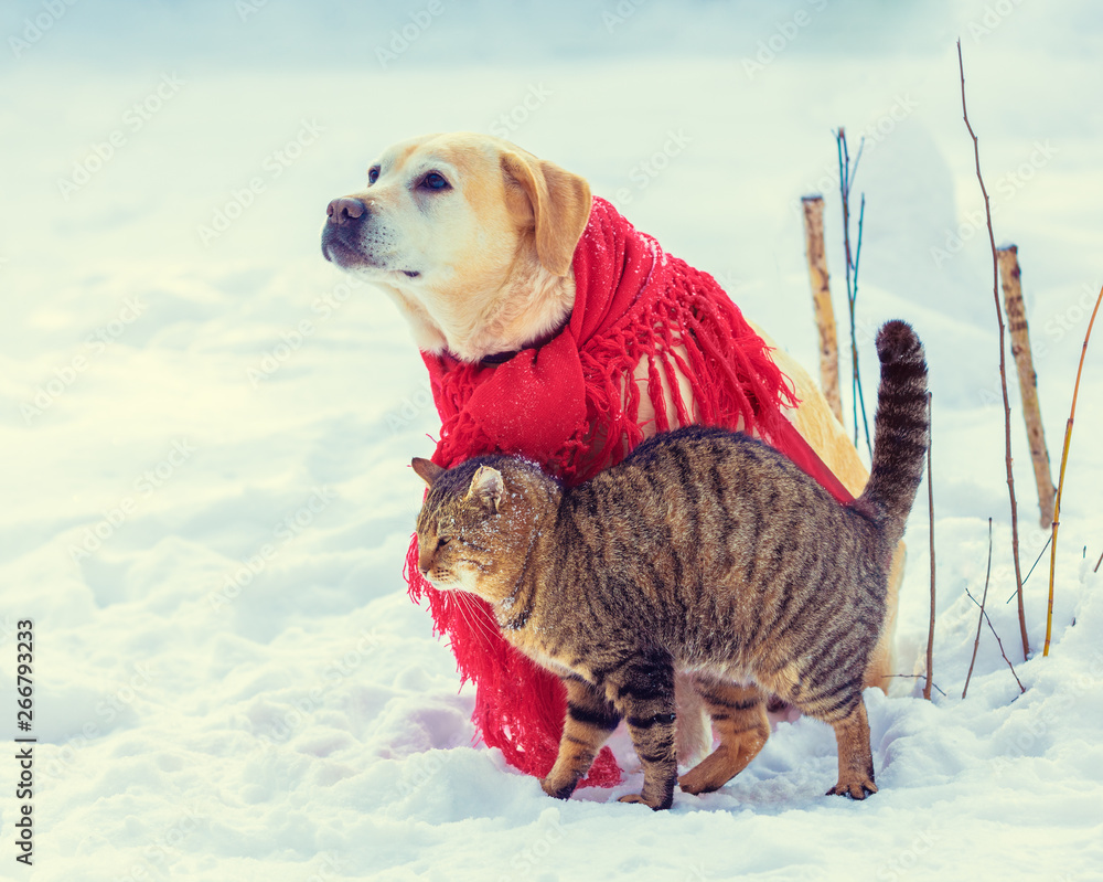 Cute scene. Funny dog and cat playing together outdoors in winter. Dog  wrapped in a red shawl and sitting on the snow. Cat rubbing against the  Labrador retriever dog Stock Photo |