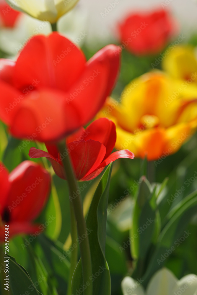 Flowerbed with colorful tulips in spring. Flowerbed with colorful tulips in spring.