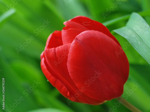  red tulip close up on blurred background