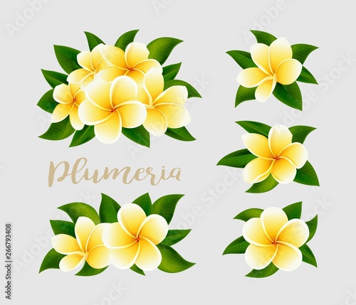 Realistic white yellow plumeria frangipani flowers with green leaves isolated