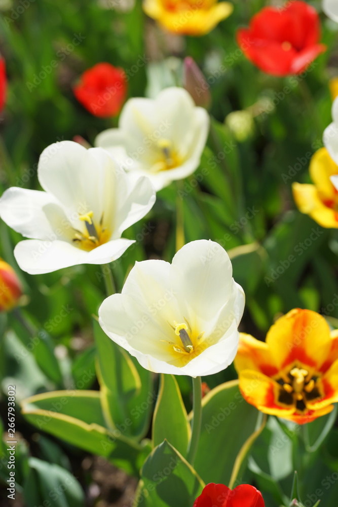 Flowerbed with colorful tulips in spring. Flowerbed with colorful tulips in spring.