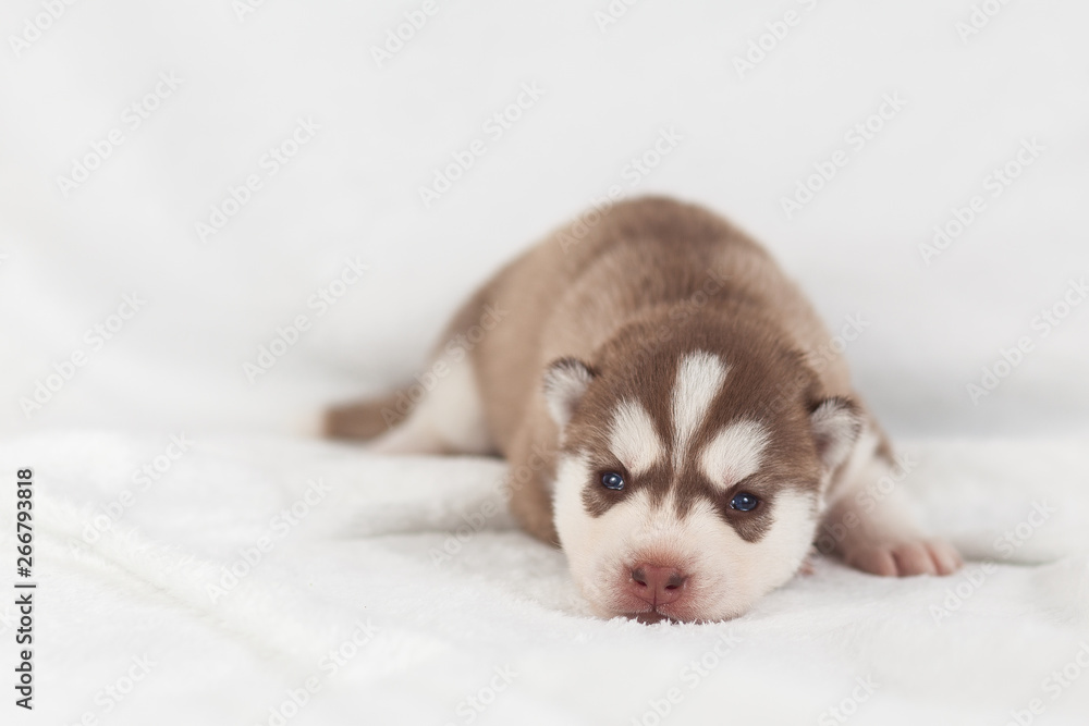 Cute siberian husky puppy alone